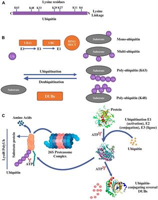 Ferroptosis and the ubiquitin-proteasome system: exploring treatment targets in cancer